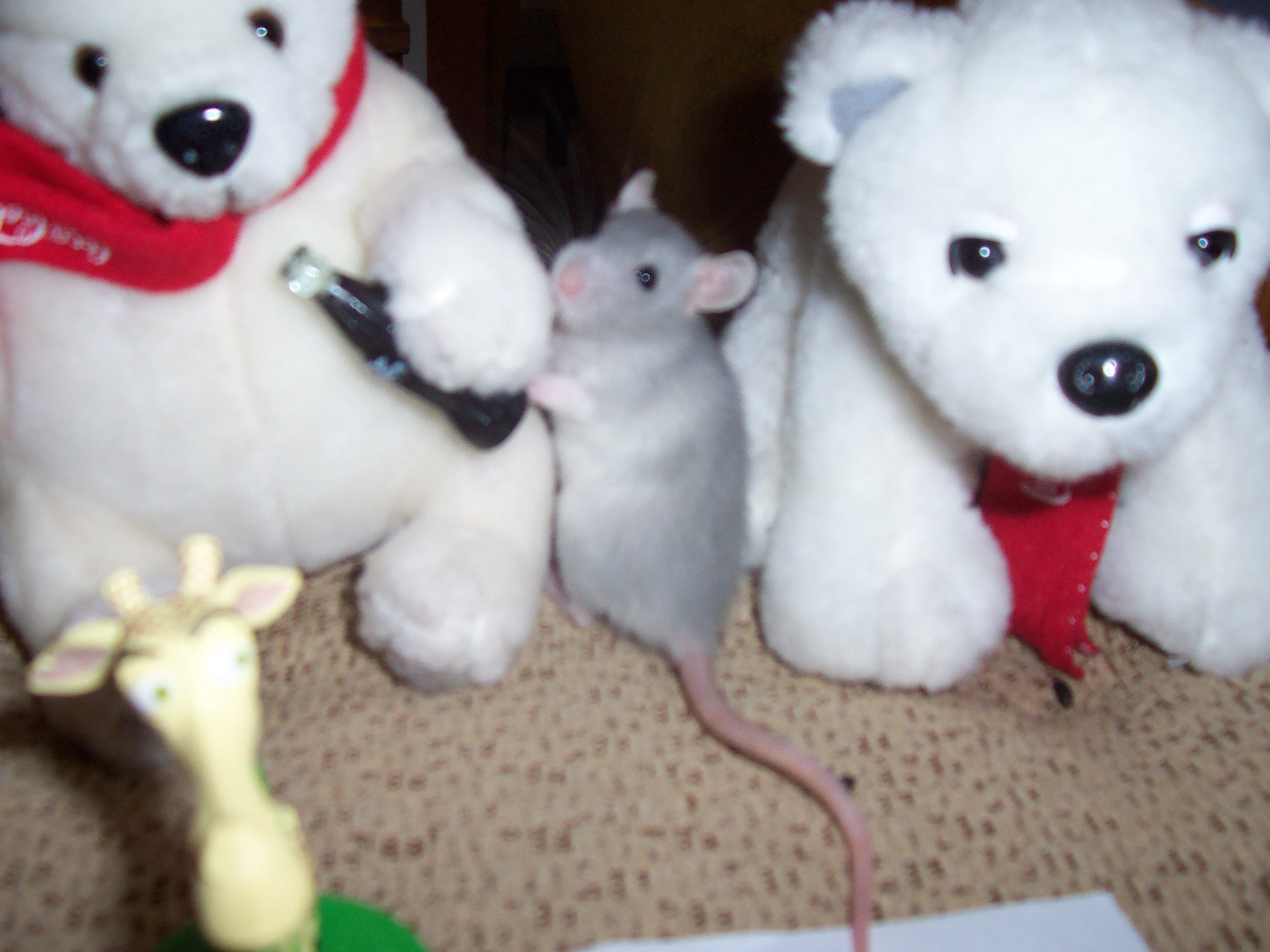 100_4191.JPG