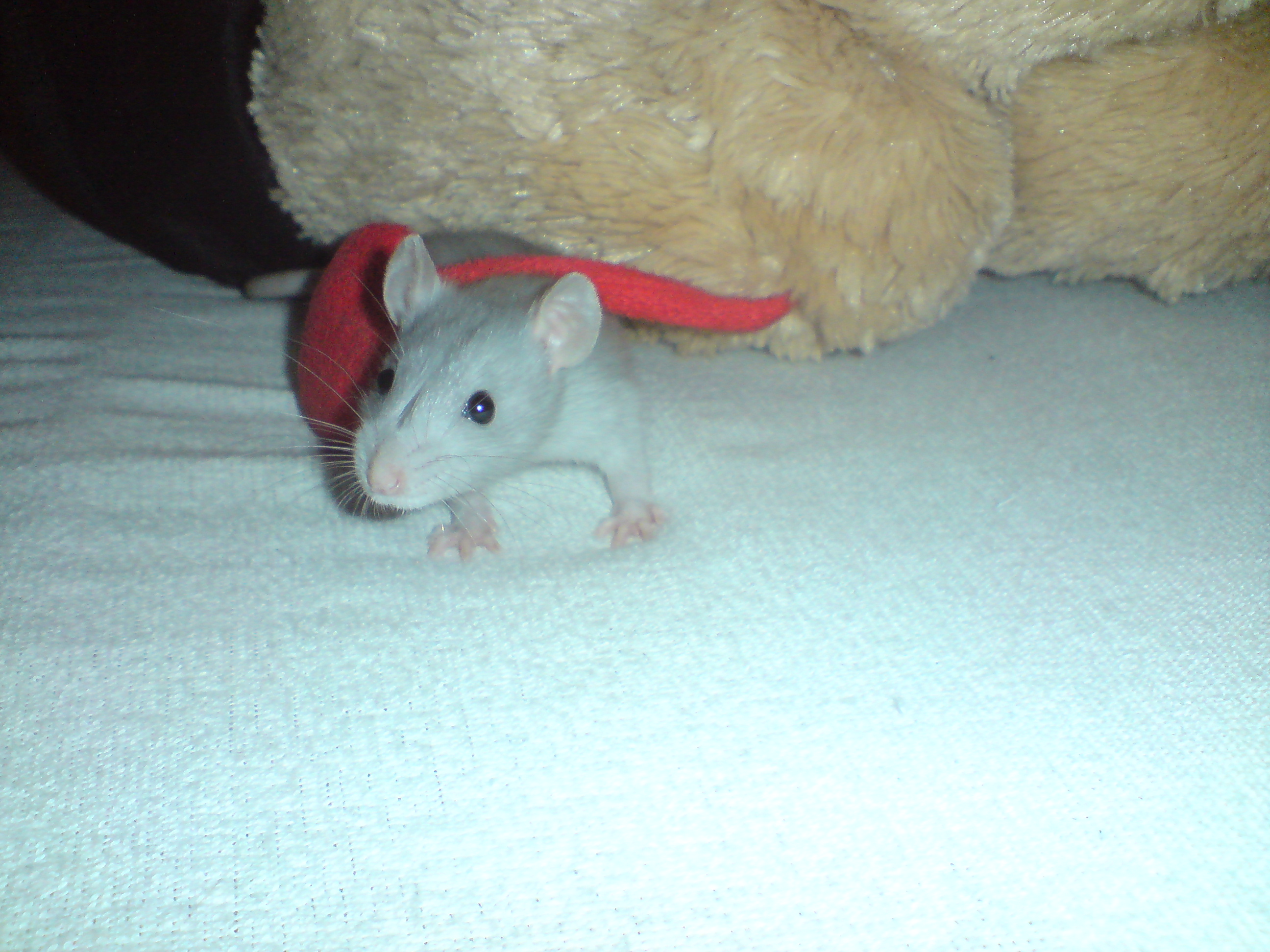 DSC00997.JPG